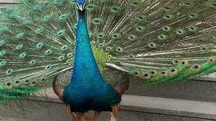 孔雀 视频在线观看,在线欣赏孔雀之美  第3张